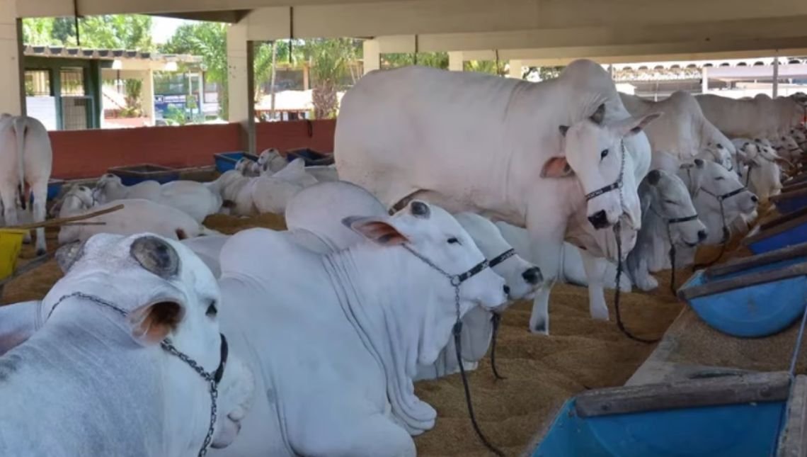 Pecuária de Goiânia acontece entre 5 e 14 agosto sem tradicionais shows
