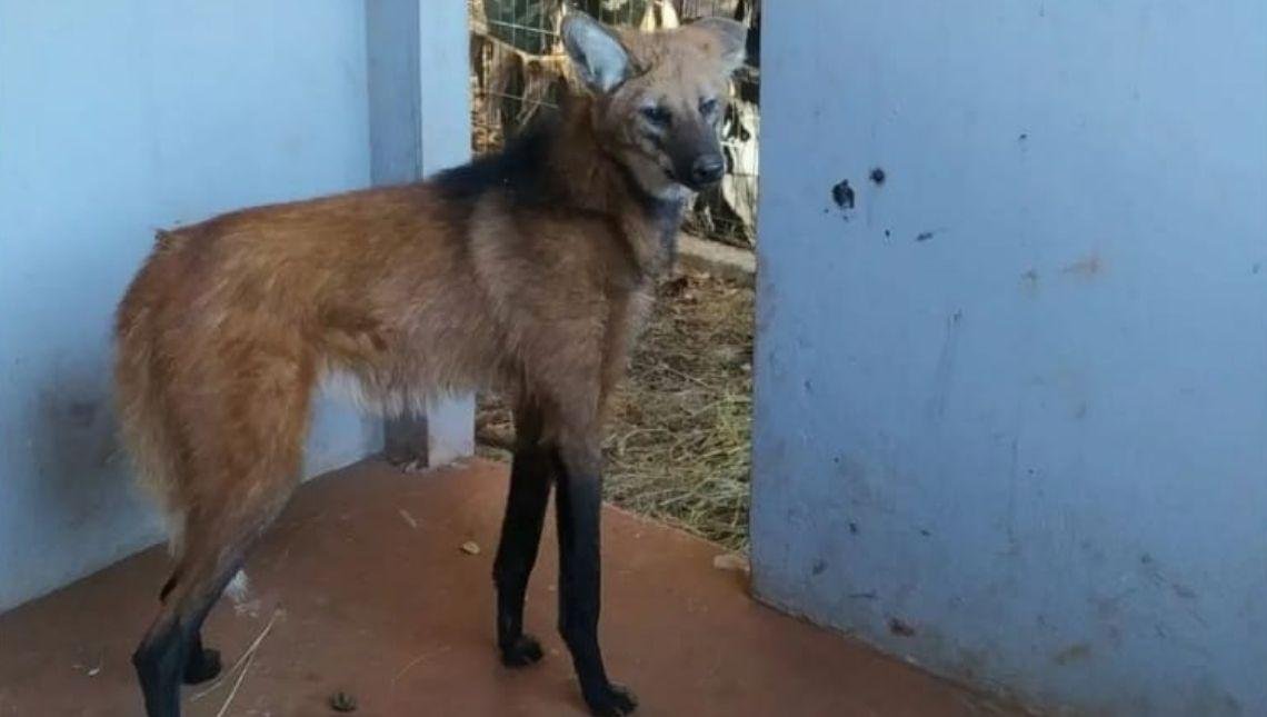 Secretaria do Meio Ambiente realiza soltura do lobo-guará encontrado em área urbana de Jataí