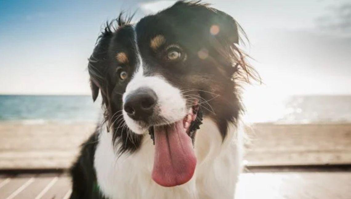 A tosse e o engasgo do cachorro são sinais preocupantes. Saiba por que