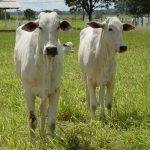 Exportações de carne bovina devem registrar recorde em 2022