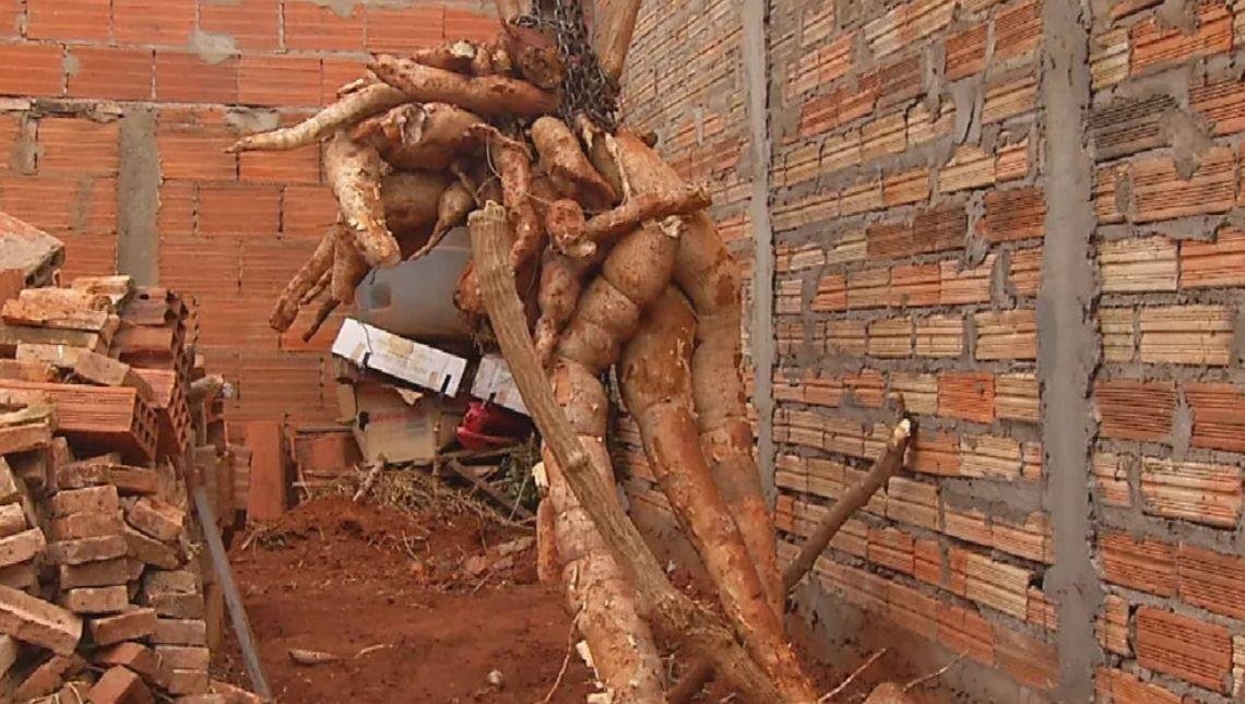 Morador precisa usar guincho manual para colher raiz de mandioca de cerca de 300 kg que ele plantou no quintal de casa