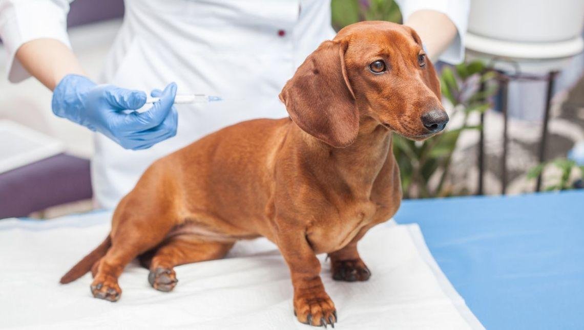 Vacinação contra a raiva entenda a importância da dose para os pets
