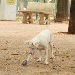 Ministério determina recolhimento de petiscos para cães
