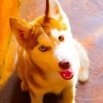 Animal desaparecido procura-se cadela husk siberiano