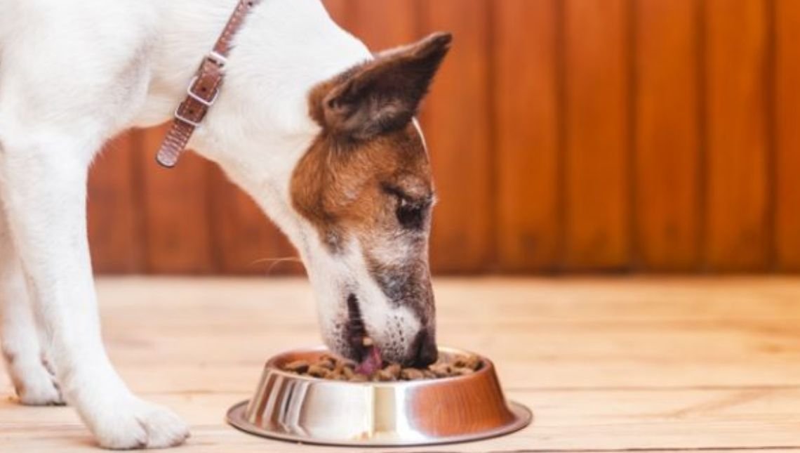 Na medida! Saiba qual a quantidade certa de comida para cachorros