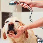 Pet saudável 7 cuidados simples de higiene para prevenção de doenças