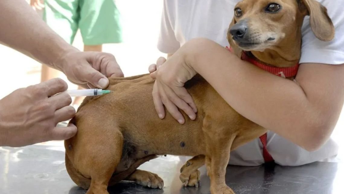 Sábado é dia d de vacinação contra raiva animal leve seu “amiguinho” para vacinar