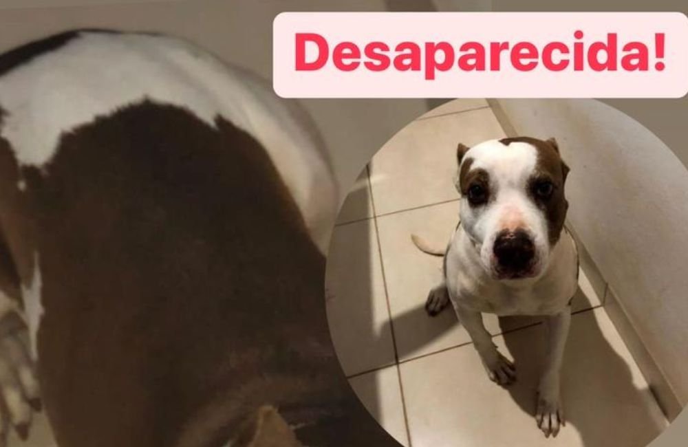 Animal desaparecido: procura-se cadela Pitbull