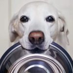 Atenção 12 coisas que o seu cachorro deve fazer todos os dias