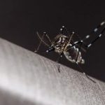 Estudo explica por que algumas pessoas atraem mais mosquitos