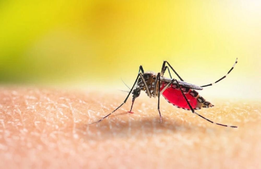 Goiás é o segundo estado com mais casos de dengue no Brasil