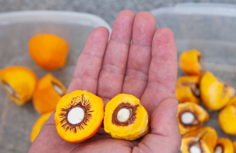 Governo de Goiás inicia distribuição de mudas de pequi sem espinhos