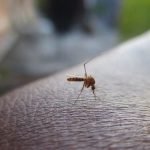 Mortes por dengue em Goiás atingem maior número em 12 anos