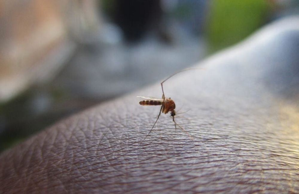 Mortes por dengue em Goiás atingem maior número em 12 anos