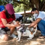 Vacinação antirrábica animal