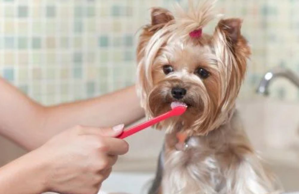 Veja se faz mal escovar os dentes do seu pet com bicarbonato de sódio