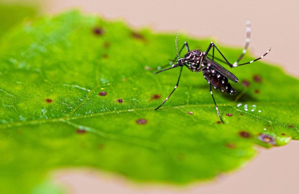 Você conhece os sintomas da Dengue, Zika e Chikungunya? Entenda as diferenças