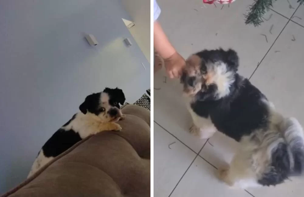 Cadelinha desaparecida: shit-zhu preto com branco