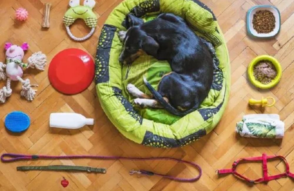 Descubra como escolher a coleira ideal para o seu cachorro
