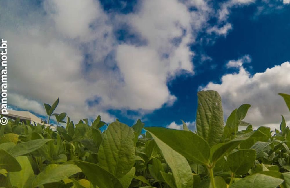 Jataí | Principais cotações do agronegócio – 02 de fevereiro de 2023
