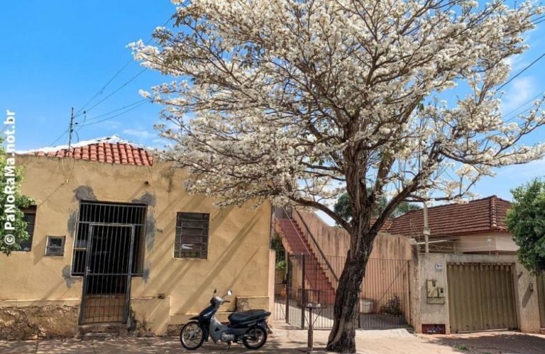 ipê branco Jataí Goiás Brasil Previsão clima tempo