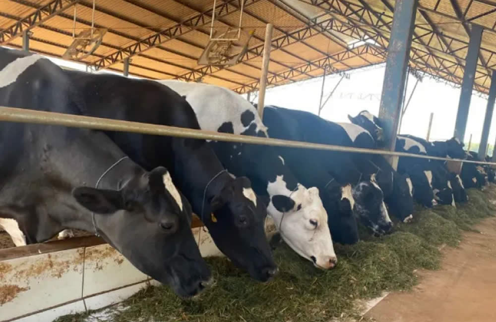 producao de leite goias