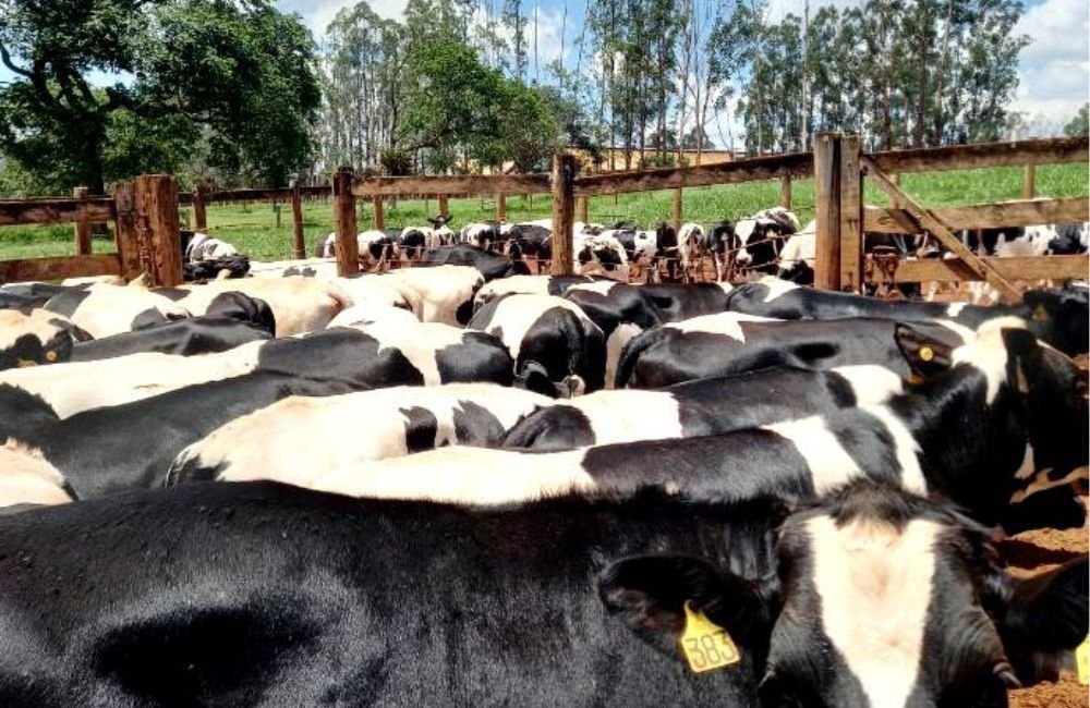 Agrodefesa certifica fazendas como livres de brucelose e tuberculose
