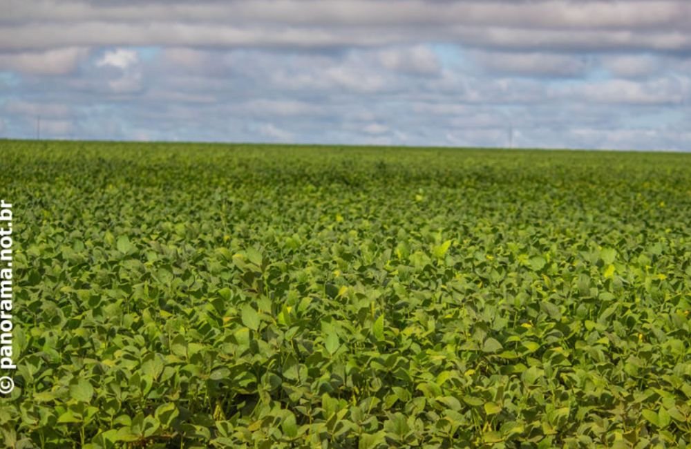 Cotação Agronegocio Cidade Jataí Goiás Dia de Campo Drone