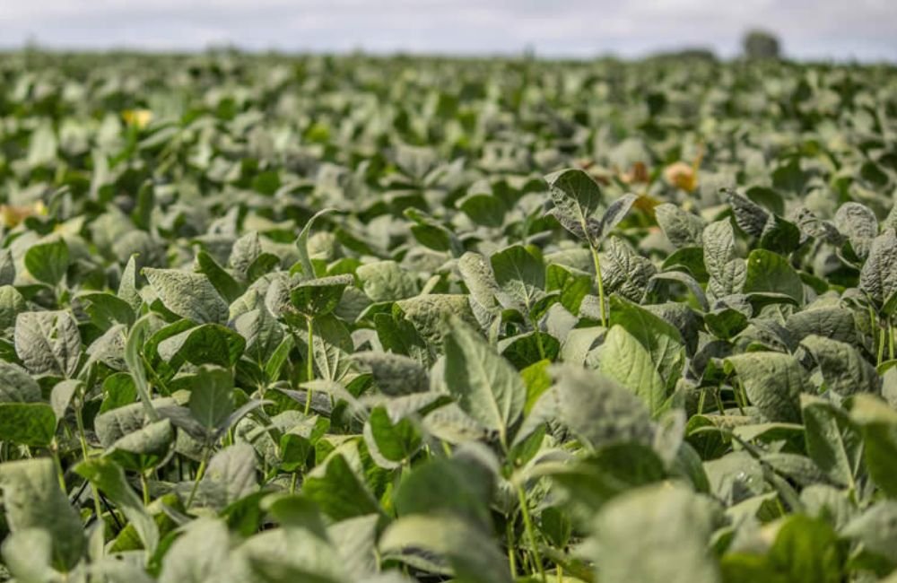 Jataí | Principais cotações do agronegócio – 04 de janeiro de 2023