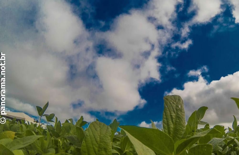 Jataí | Principais cotações do agronegócio – 24 de janeiro de 2023