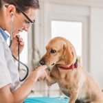 Medico-Veterinario