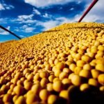 Produção sólida nas cinco regiões confirmam safra recorde de soja
