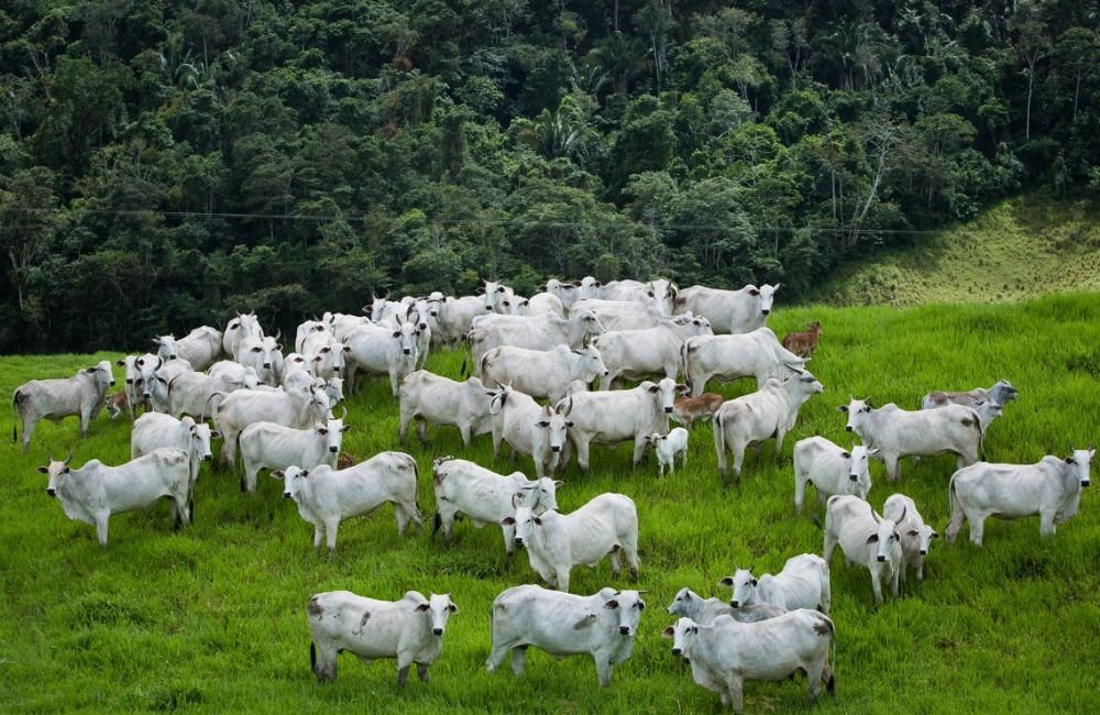 Goiás detém 3º maior rebanho bovino rastreado para União Europeia
