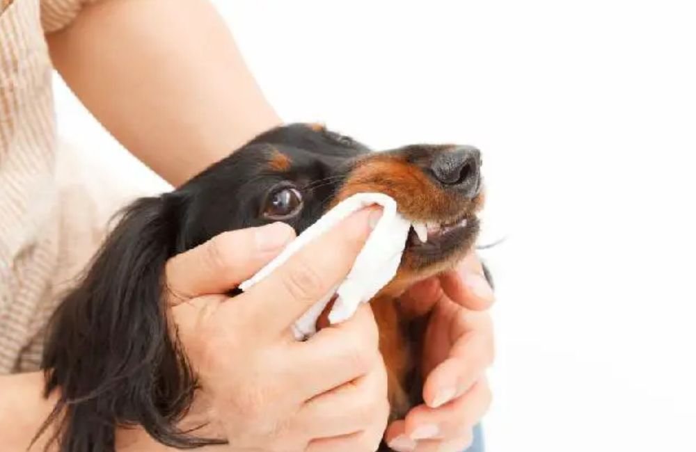 Cachorro precisa escovar os dentes? Se sim, com qual frequência? Veja