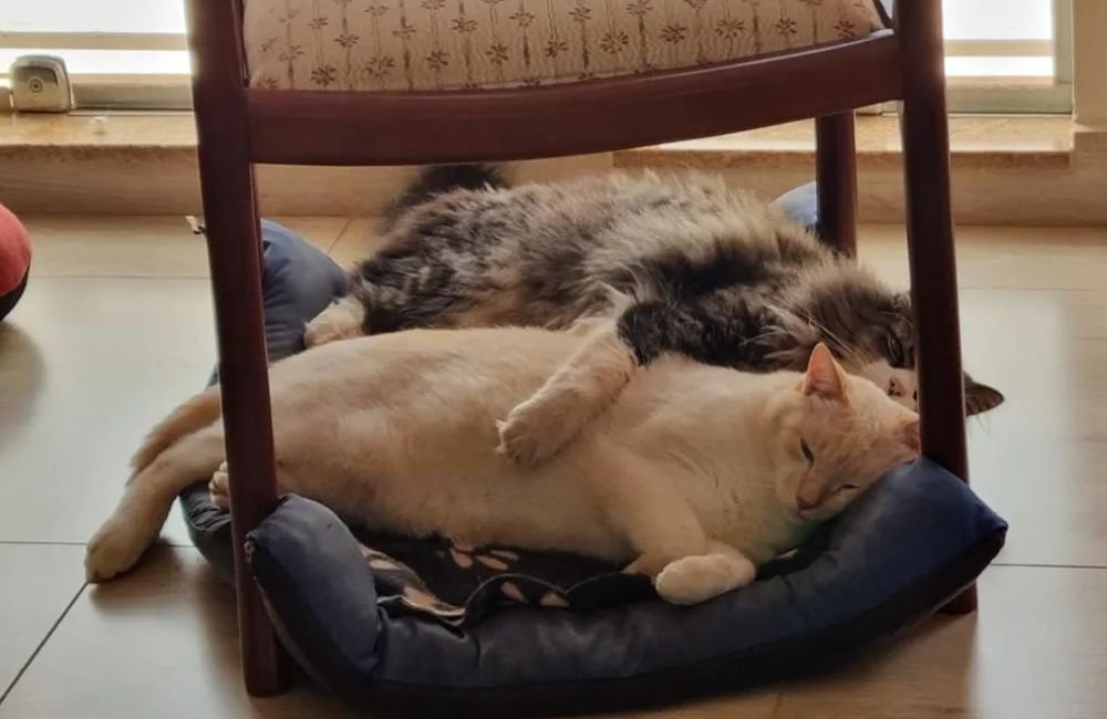 Dia Mundial do Gato mitos e verdades sobre os felinos