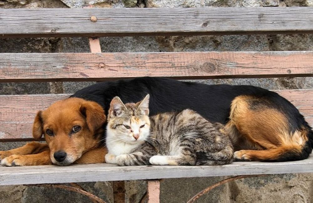 Deputados propõem projeto de lei que prevê licença no trabalho para luto de pets em caso de falecimento de cães e gatos