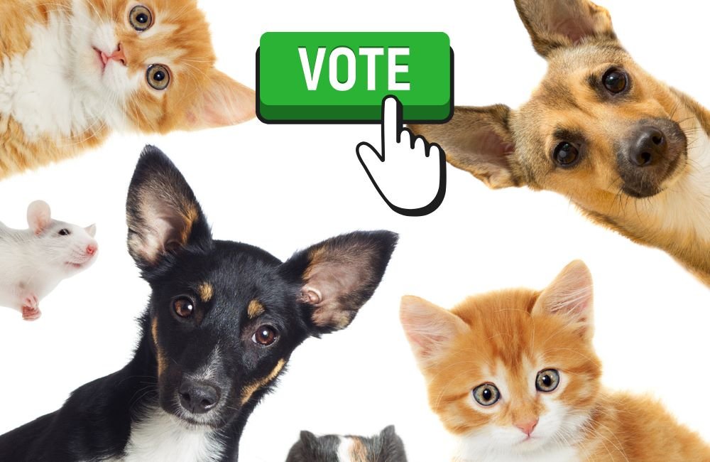 ENQUETE: E agora, queremos saber a sua opinião. Você acha que trabalhadores deveriam ter um dia de licença para lidar com a perda de um animal de estimação?