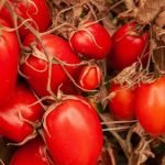 tomate