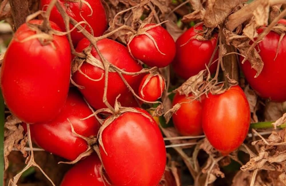 tomate