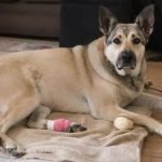 10 dicas de primeiros socorros para cães