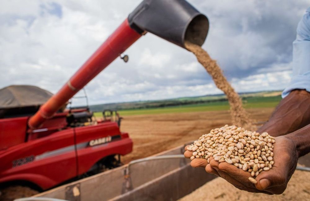 Aumento da temperatura vai afetar a produção de feijão no Brasil