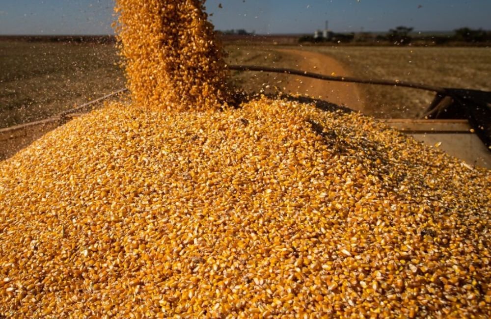 Milho ultrapassa soja e é produto mais exportado do no mês de janeiro