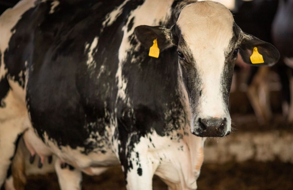 Vaca louca confirmado que caso recente é atípico