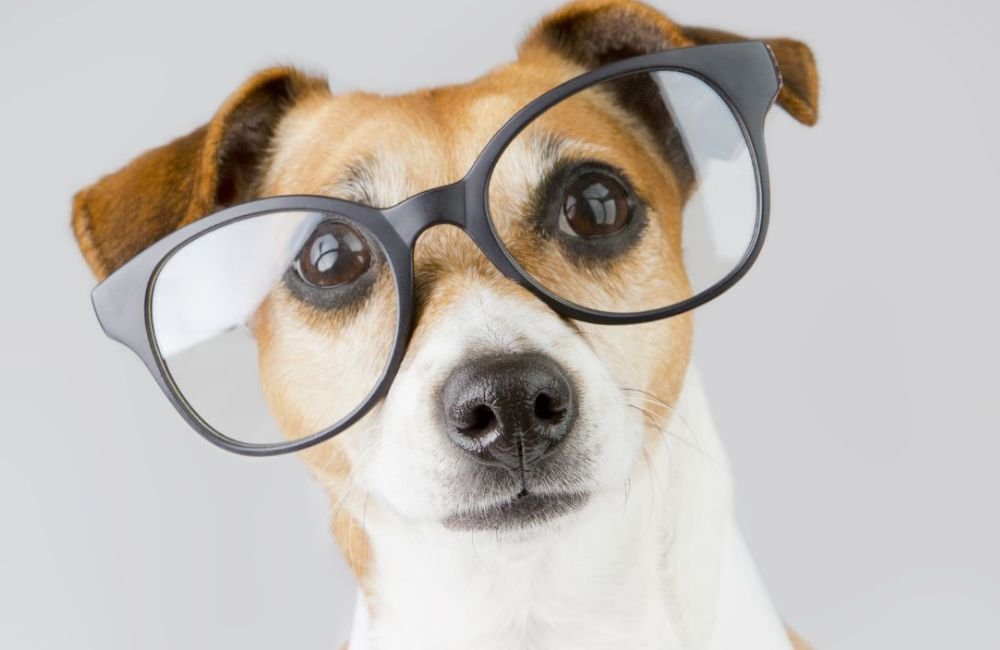 Especialista explica como funciona a visão dos pets, além de compará-la com a dos seres humanos