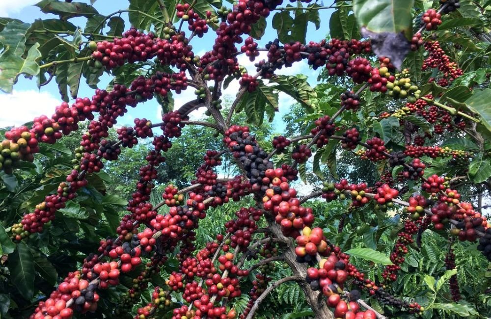 Conab prevê aumento de 7,5% na colheita de café em relação a 2022