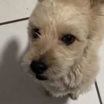 Cachorro Fred desaparecido no setor Dom Abel em Jataí