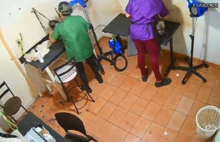 Cachorro morre após levar socos e ser enforcado em pet shop de Goiânia