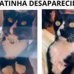 Família busca desesperadamente por gata de estimação desaparecida em Jataí-GO