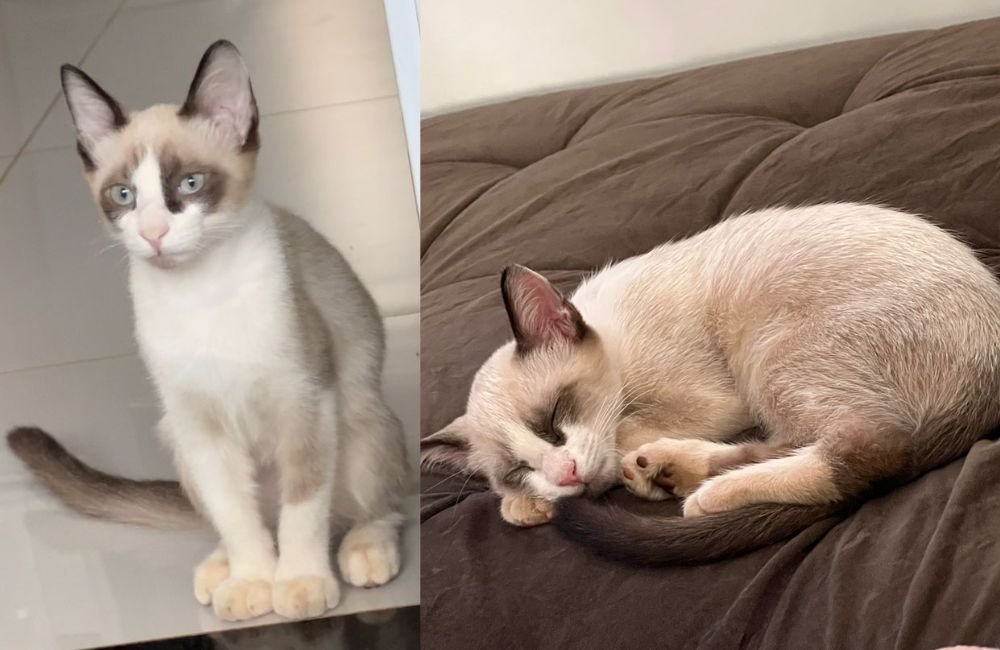 Gatinho desaparecido procura-se por Dodge