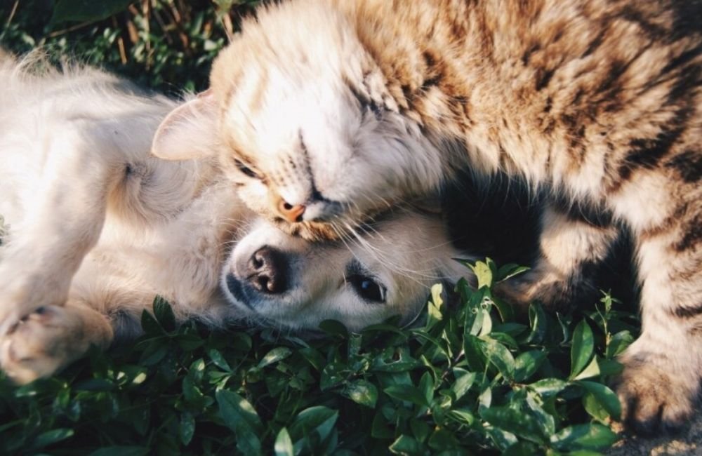 Lei reconhece cães e gatos como seres sencientes; PL sancionado obriga condomínios a denunciar maus-tratos